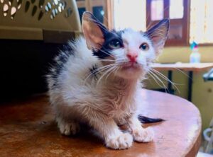 Imagen proporcionada por una médico veterinaria de un gato abandonado con desnutrición