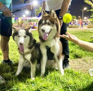 Imagen proporcionada por la dueña de Mia Guerrero, Husky Siberiano perteneciente al equipo CaniClub