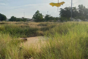 Cualquiera pensaría que es un paisaje de la sabana africana, pero no es así. Los terrenos internos de El Pinar requieren desmalezamiento urgente. (Foto: Eduardo Colina)