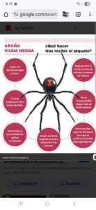 La ilustración indica algunas recomendaciones en el caso de alguna picadura de una Viuda Negra --Latrodectus Masta--(Foto: Cortesía)